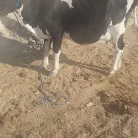 گاو گوساله دورگ|حیوانات مزرعه|ارژن, |دیوار