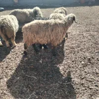 10عدد میش بختیاری با بره و ابستن|حیوانات مزرعه|کرمان, |دیوار