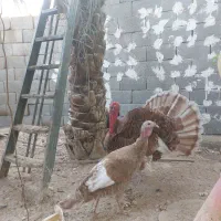 بوقلمون بوربون|حیوانات مزرعه|آبدان, |دیوار