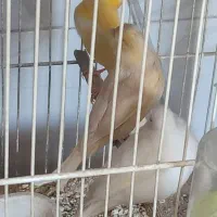 فروش یکجا قناری فری، رسمی|پرنده|مشهد, شریف|دیوار