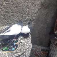 سلام یکجفت نر وماده سینه سیاه درشت