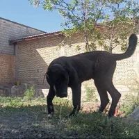 سگ سرابی