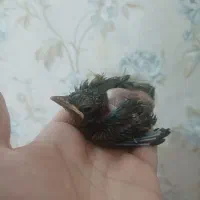 جوجه مینا وارداتی مینا سهره شانه دار