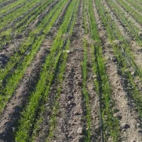 کشاورزی .کشت خربزه و هندوانه و شمام