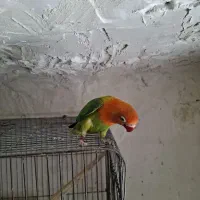 یک عدد برزیلی اوپلاین از نسل گلد