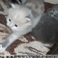 بچه گربه پرشین|گربه|ارومیه, |دیوار