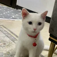 گربه|گربه|سنندج, |دیوار