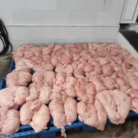 عرضه دمبه و شهله گرم گوسفندی بره  و شهله گوساله