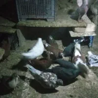 فروشی جفت 700 کبوتر