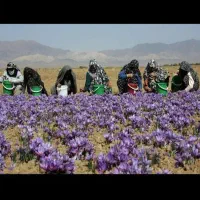 فروش گل زعفران زاوه|عمده‌فروشی|زاوه, |دیوار