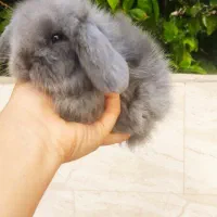 خرگوش لوپ اصیل