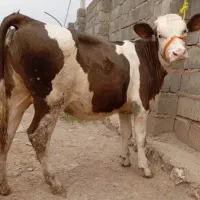 گوساله مالچه سیمینتال