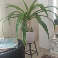 سوسن عنکبوتی|گل و گیاه طبیعی|بم, |دیوار