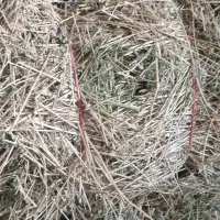 خوراک دام