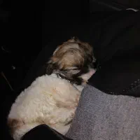 سگ جیبی پنج .۵ فروش فوری|سگ|بندر انزلی, سامانسر|دیوار