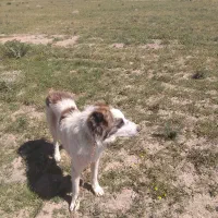 پچ  ، ن کزی پب رّ پم