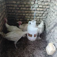 بوقلمون گوشتی