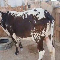 گاو ماده|حیوانات مزرعه|قشم, |دیوار