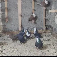 کفتر ریش یا کرباتی|پرنده|مشهد, امین آباد|دیوار