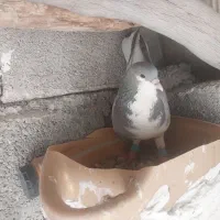 کفتر بدرنگ تمیز|پرنده|کوهمره, |دیوار