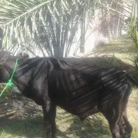 فروش گاو  شیری با گوساله