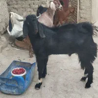 پاچن