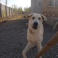 گمشده در روستای گنبد|حیوانات|خوی, |دیوار