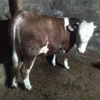 فروش گوساله نر|حیوانات مزرعه|امام, |دیوار