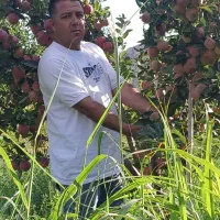 باغبانی مدرن