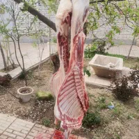 قصاب ((زبح سلاخ) ماهر درمحل