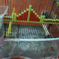 سهره جفت کارداده