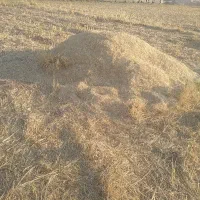 ۶ انبار کاه جو  دیم