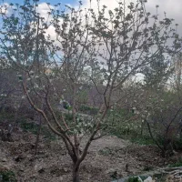 باغ ۱۴۰۰ متر در چناران