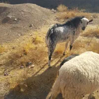 تکشاد یکساله نر|حیوانات مزرعه|مشهد, طرق|دیوار