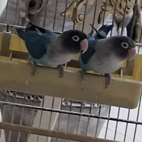 طوطی برزیلی