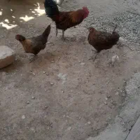 خروس