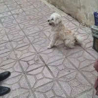 سگ خانگی پا کوتاه|سگ|سلماس, |دیوار