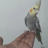 عروس هلندی رام و فول دستی