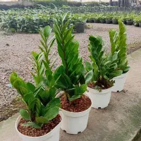 گل آپارتمانی عمده و تک اراک