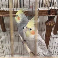 دو عدد عروس هلندی