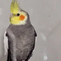 5تا عروس هلندی تخم گذار الان رو تخم خالیدن