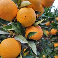 فروش  پرتقال خونی