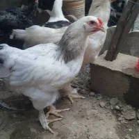 امپراطور و برهما چهار ماهه فروشی