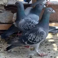 ۱۲ عدد کبوتر پلاکی