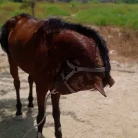 میناب