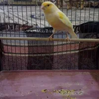 قناری نر مست|پرنده|کرمانشاه, |دیوار