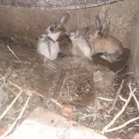 سالم و سرحال