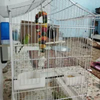 مرغ عشق|پرنده|کوهدشت, |دیوار