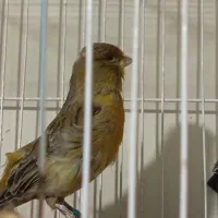 قناری ماده  معاوضه با نر دارم