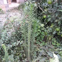 گل طبیعی|گل و گیاه طبیعی|قائمشهر, |دیوار